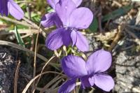 Viola hirta