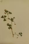 Medicago polymorpha