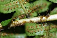 Dryopteris borreri
