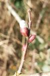 Salix