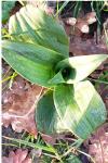 Himantoglossum hircinum