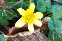 Ficaria verna