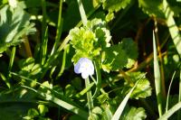 Veronica persica