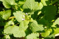 Lamium purpureum