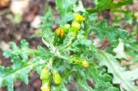 Senecio vulgaris