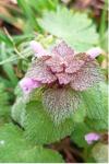 Lamium purpureum