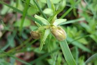 Ophrys aranifera