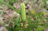 Orchis anthropophora