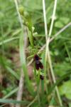 Ophrys insectifera