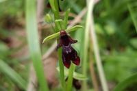 Ophrys insectifera