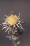 Carlina vulgaris