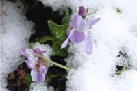 Viola odorata