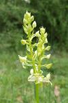 Platanthera chlorantha