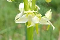Platanthera chlorantha