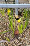Narcissus pseudonarcissus