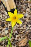 Narcissus pseudonarcissus