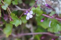 Cymbalaria muralis