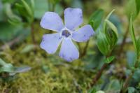 Vinca minor