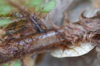 Dryopteris affinis