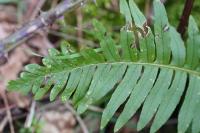 Polypodium