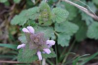 Lamium purpureum