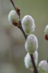 Salix caprea