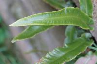 Asplenium scolopendrium