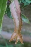 Asplenium scolopendrium