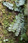 Asplenium trichomanes subsp. pachyrachis