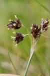 Luzula campestris