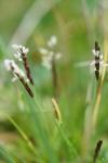 Mibora minima
