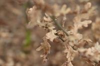Quercus pyrenaica