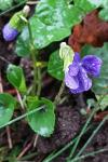 Viola riviniana