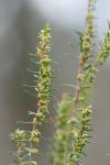 Erica scoparia