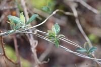 Lonicera periclymenum