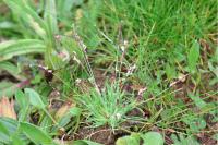 Mibora minima