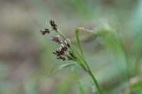 Luzula campestris