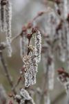 Alnus glutinosa