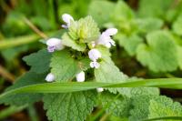 Lamium purpureum