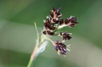 Luzula campestris
