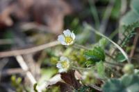 Potentilla sterilis