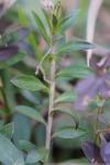Polygala vulgaris