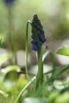 Muscari neglectum