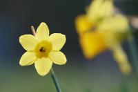 Narcissus pseudonarcissus