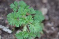 Aphanes australis