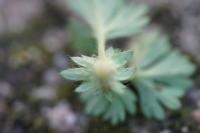 Aphanes australis