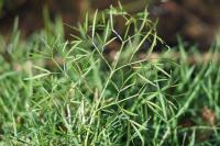 Peucedanum gallicum