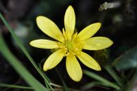 Ficaria verna