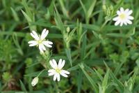 Rabelera holostea