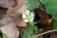 Potentilla sterilis